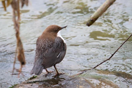 Publication de deux travaux de maturité